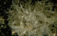 Hydroid