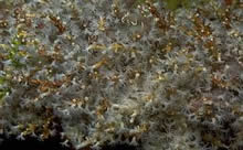 Hydroid