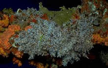 Hydroid