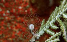 Hydroid