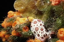 Hydroid & Nudibranch